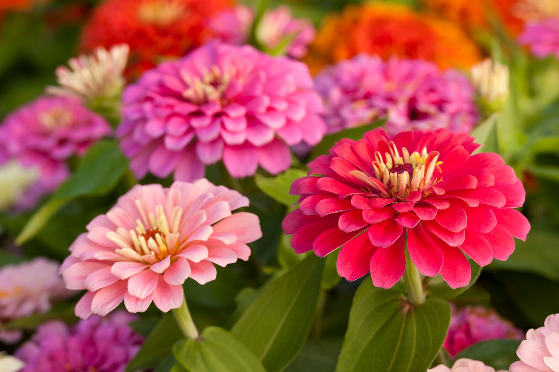 10 Flowers That Will Thrive In Full Sun Zinnias Gettyimages 155285202