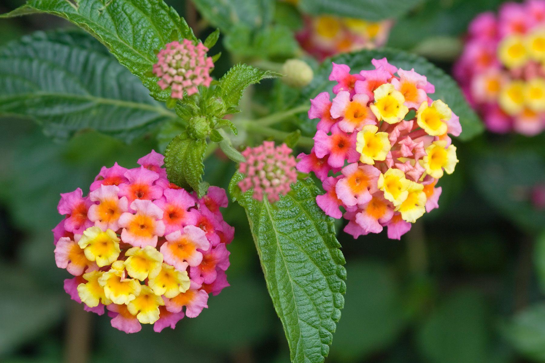 10 Flowers That Will Thrive In Full Sun Lantana Gettyimages 163301582