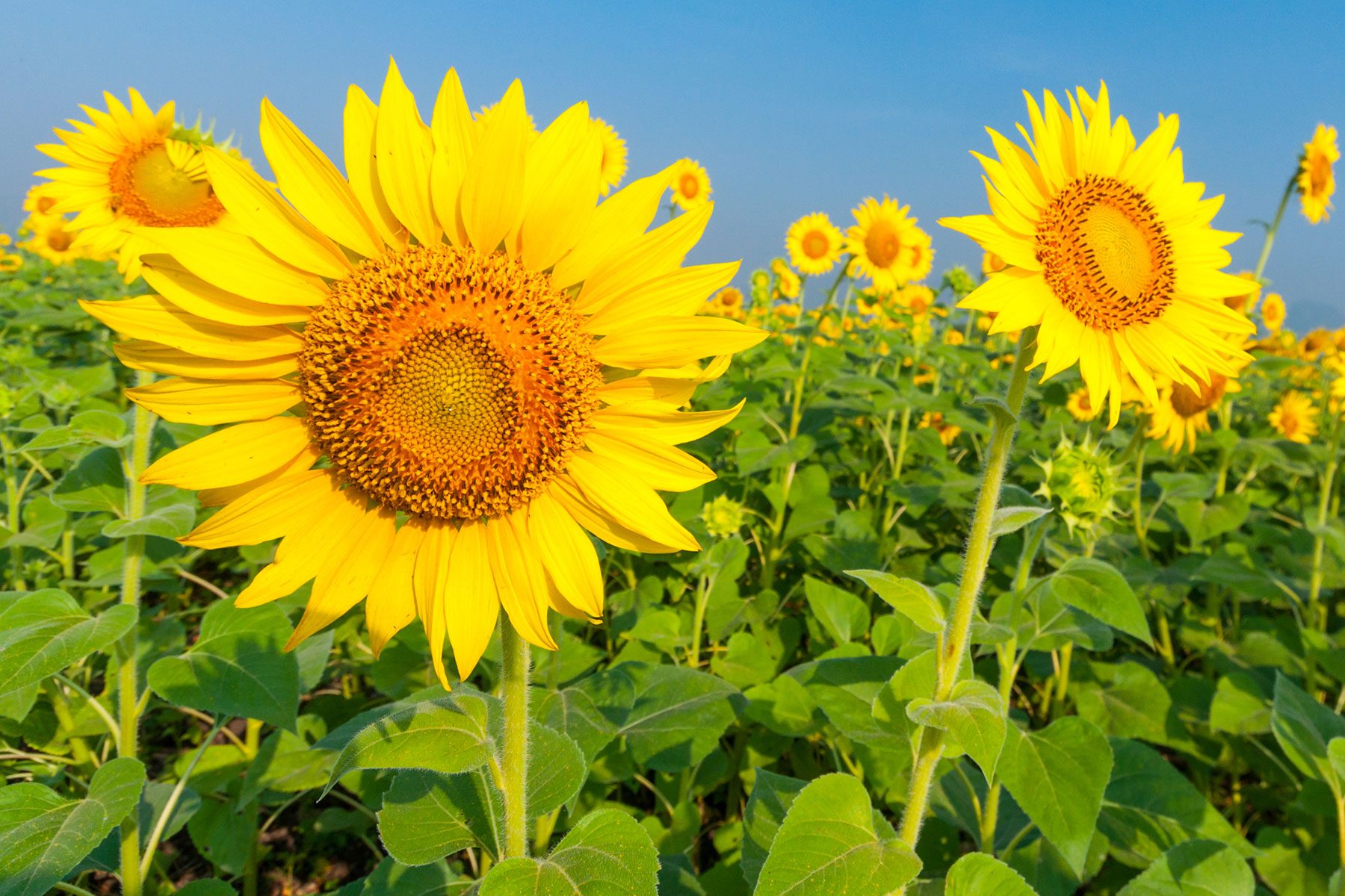 10 Flowers That Will Thrive In Full Sun Sunflower Gettyimages 556886727