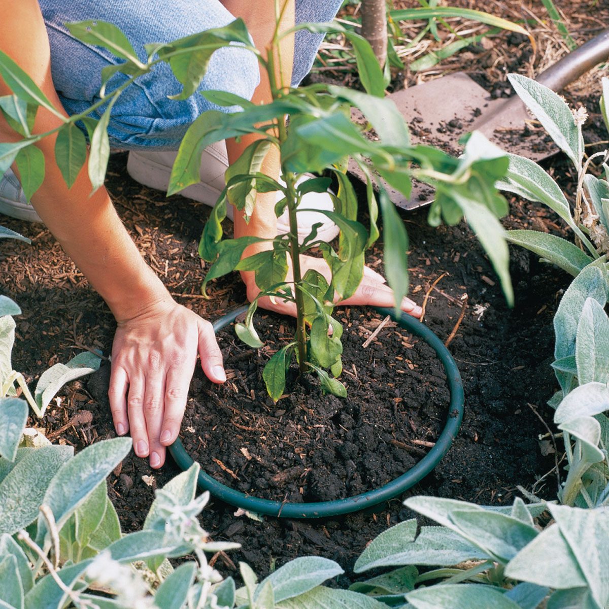 hands can be seen planting a plant