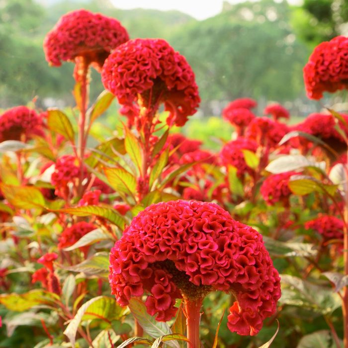 celosia