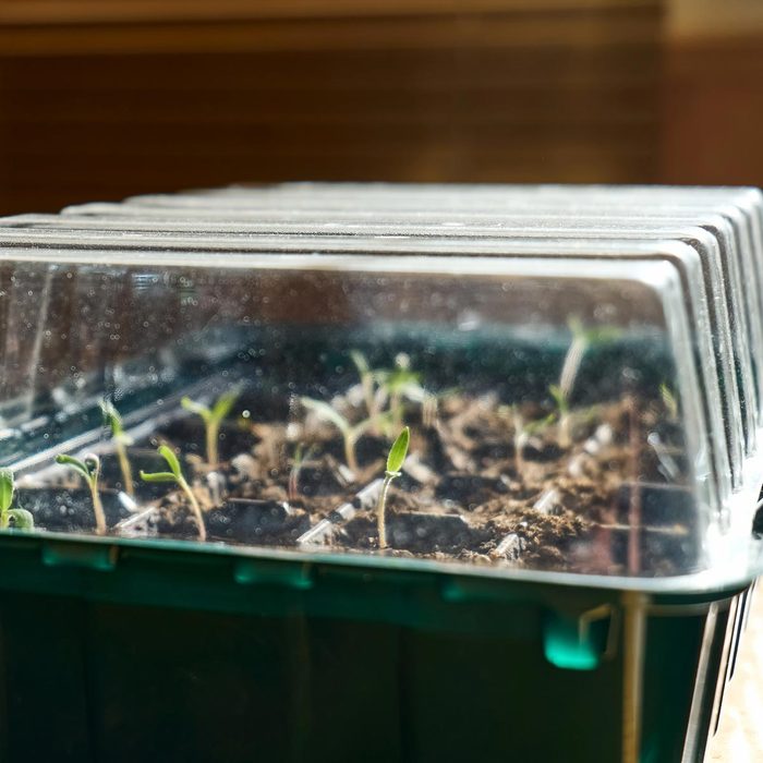 seedlings growing in plastic clamshell container from salad bar