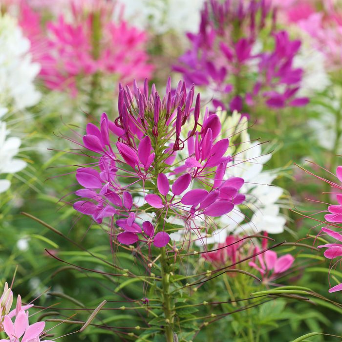 cleome