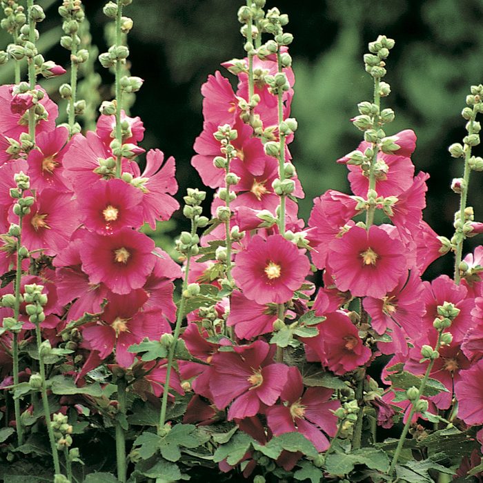 hollyhocks