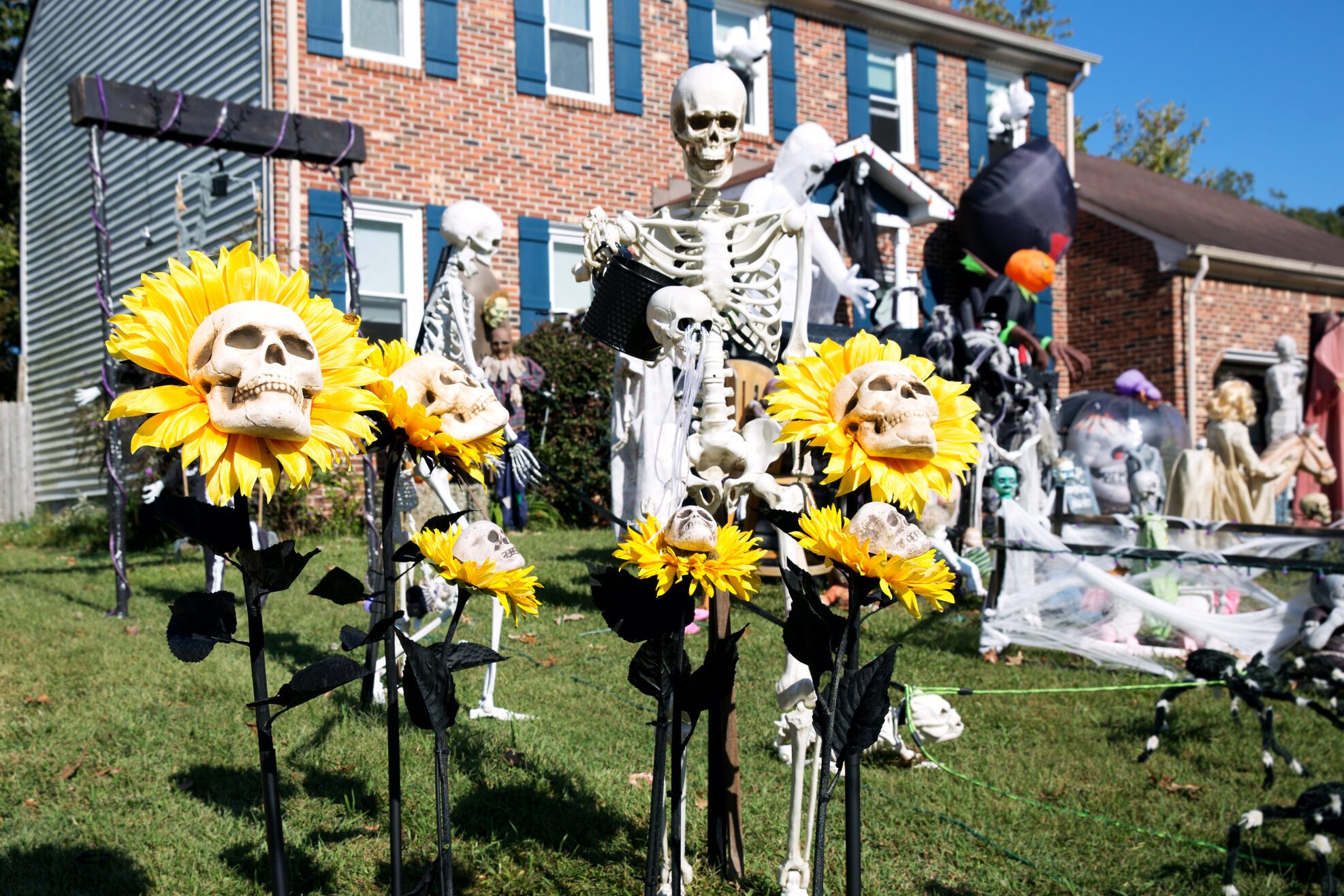 Creative Halloween yard ensemble with focus mainly on skeleton pretending to water skull sunflowers