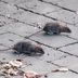 Ranking America's Most Rat-Infested Cities. Did Yours Make the List?