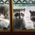 Washington Woman Fed Raccoons for 35 Years, Now She's Regretting It Big Time