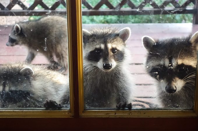 Racoons peering into a house through a window