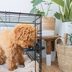 9 Dog Kennel Accessories Fido Will Appreciate