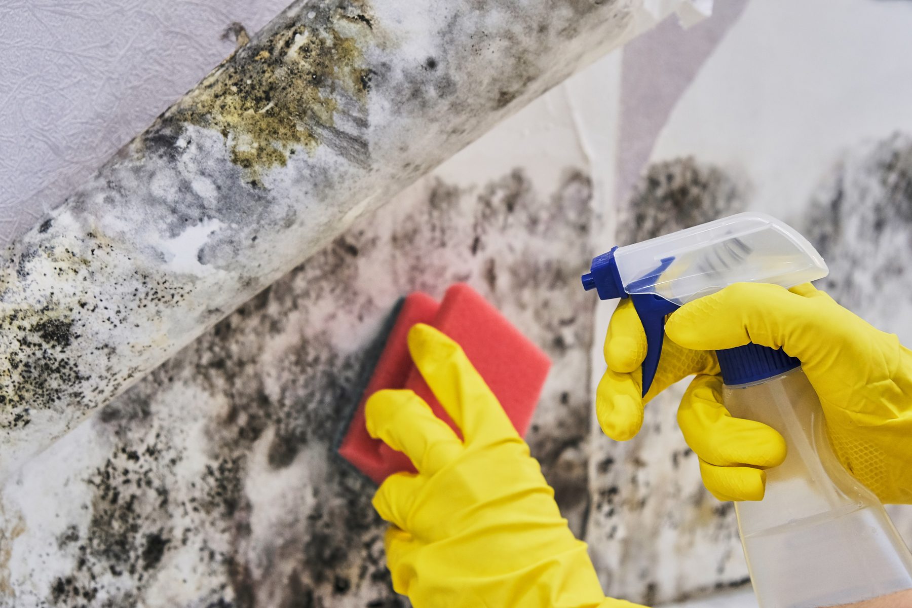 Should You Be Worried About Mold In Your Crawl Space?