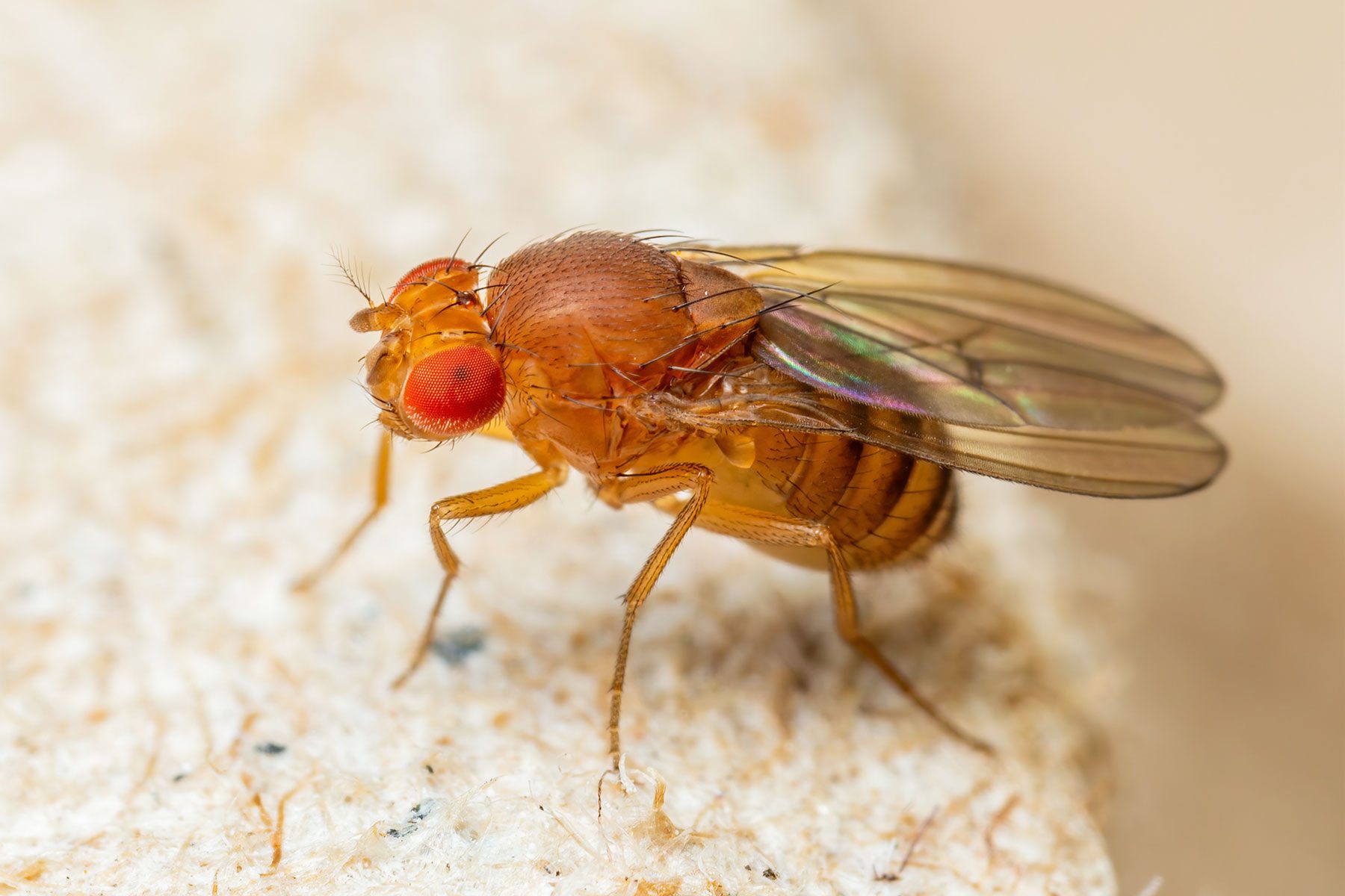 Ways To Make Sure You Never Have Fruit Flies Again Gettyimages 1449441151