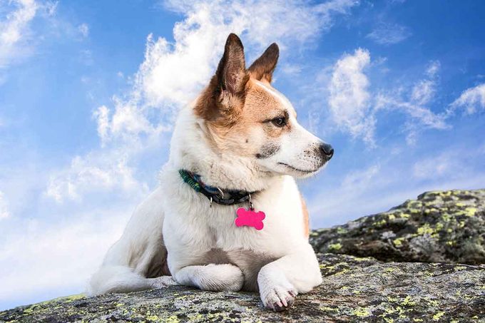 Dog sittng on a rock.