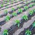 A Guide to Setting Up a Drip Irrigation System for Your Garden