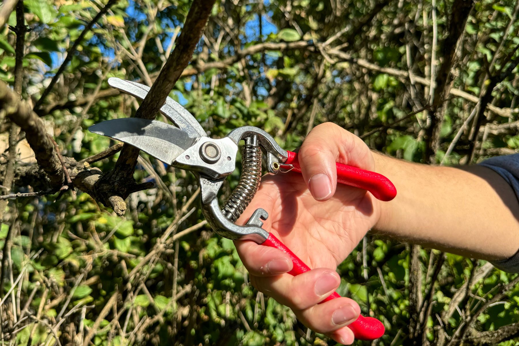 Corona Classic Cut Pruners being tested on branches