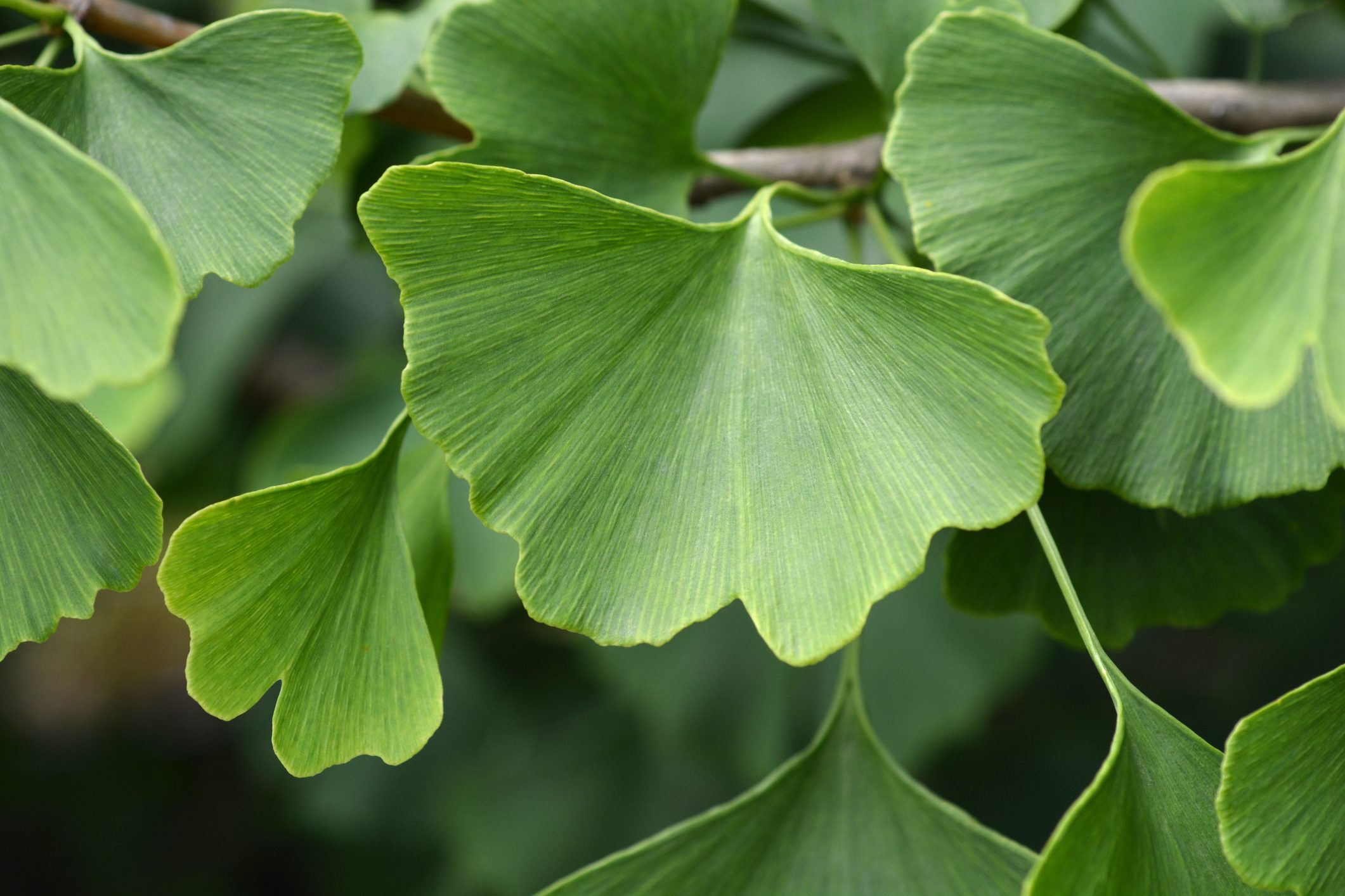 Ginkgo
