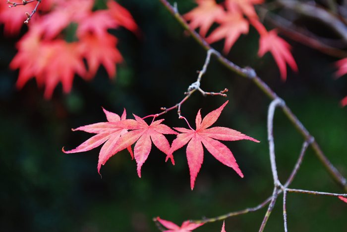 Japanese maple leaves
