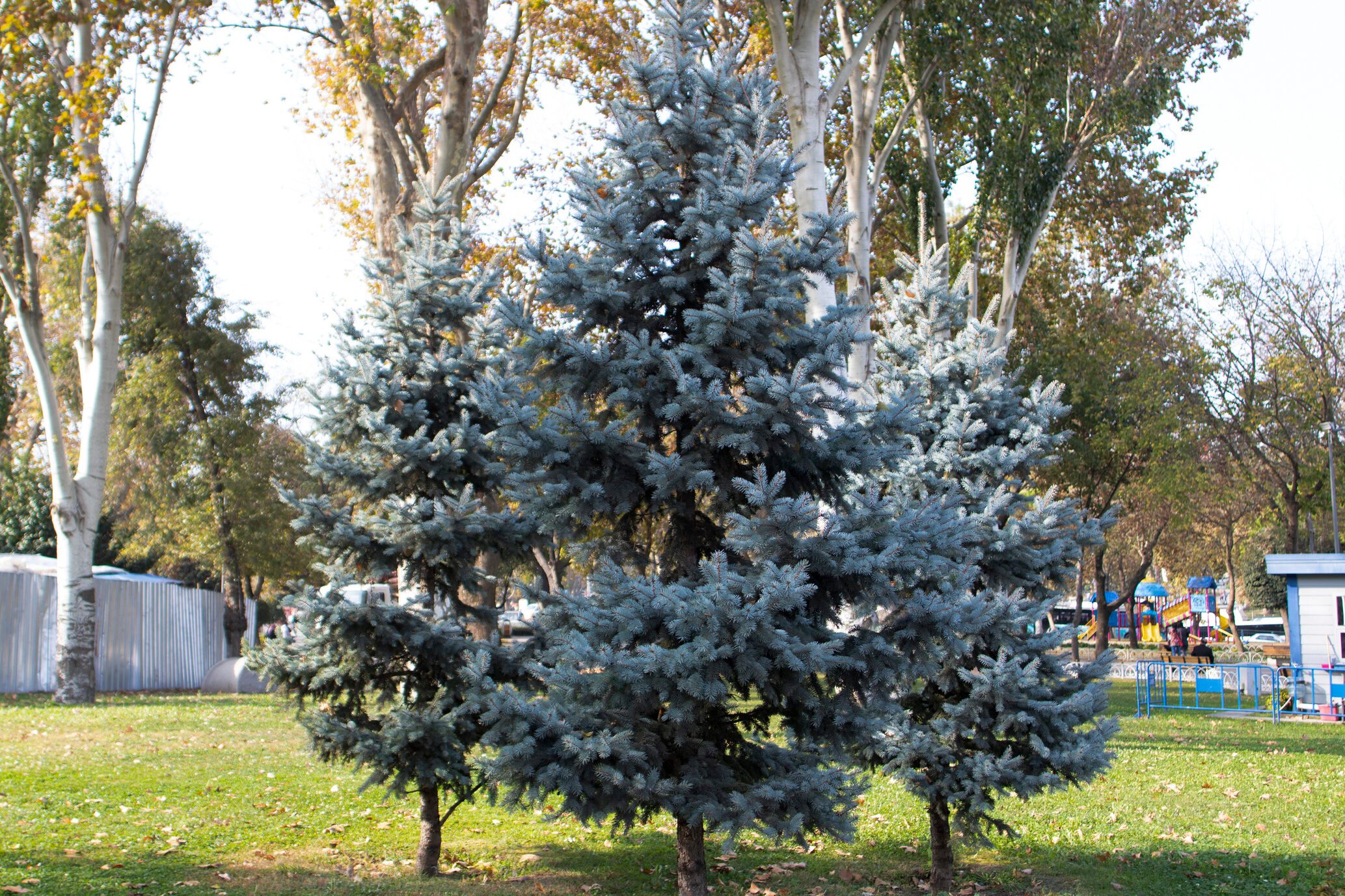 Close-up photo of tthe blue spruce tree. From the pine family. Close up.