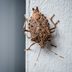 These Stinky Little Pests Are Trying to Get Into Your House Before Winter