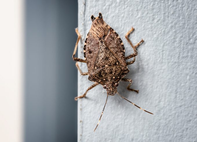 Brown stink bug on a house, close up