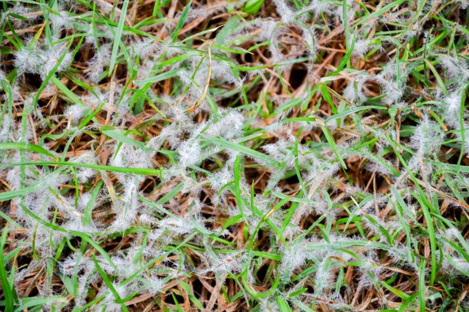 How To Get Rid Of Snow Mold Safely