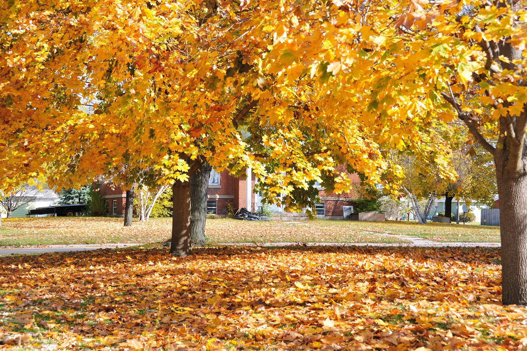 Why You Might Want to Stop Raking Your Leaves