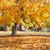 Why You Might Want to Stop Raking Your Leaves