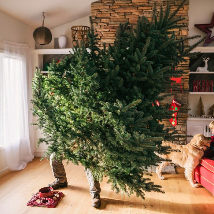 Easy Tree Stand Rule