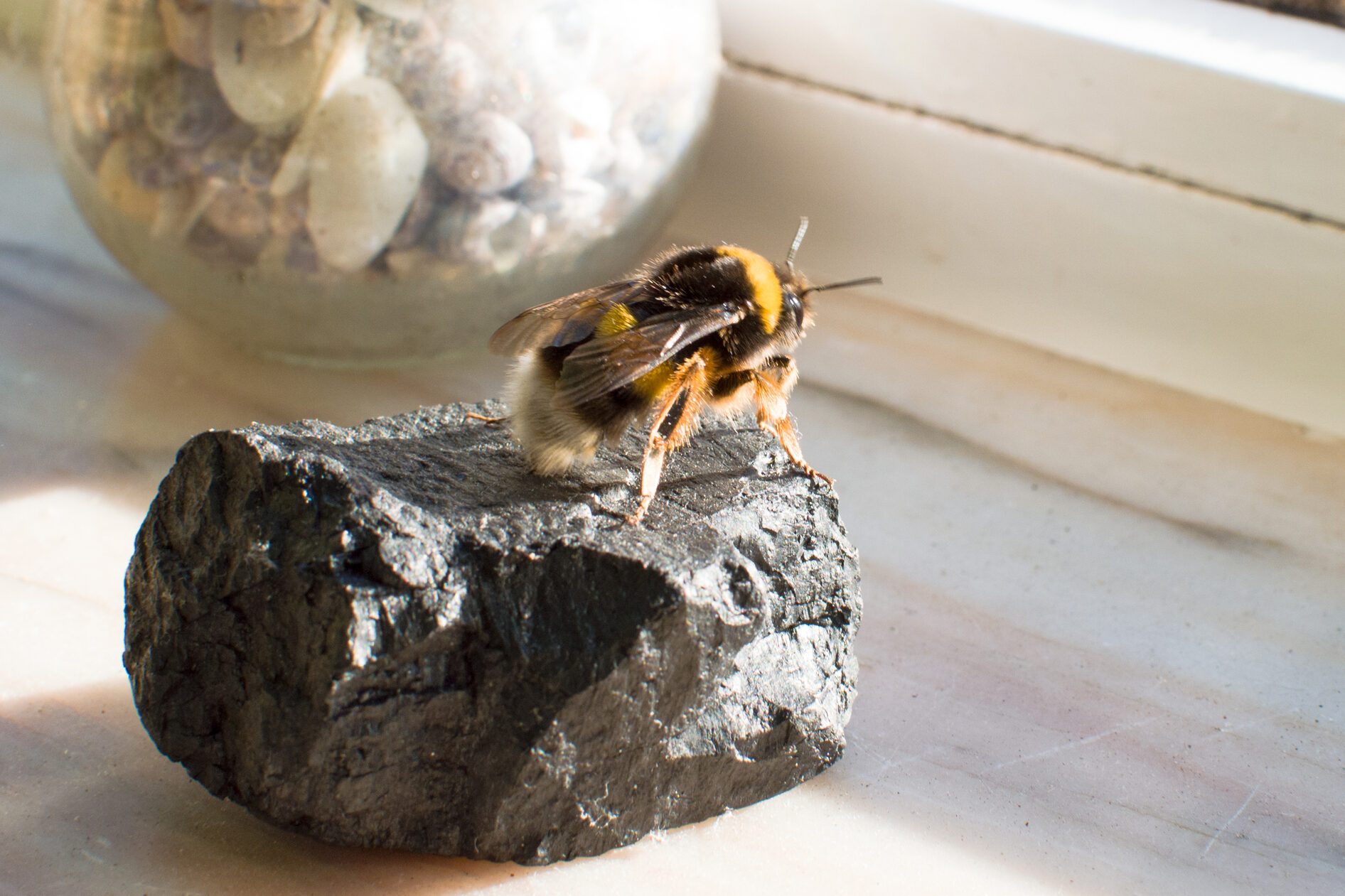 Bumblebee on top of a stone