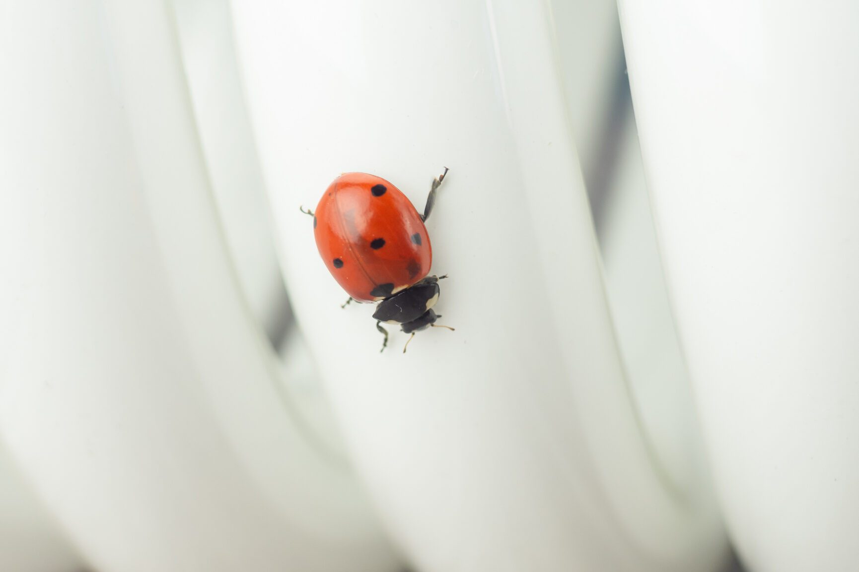 A ladybug in the spirals of an energy efficient light bulb