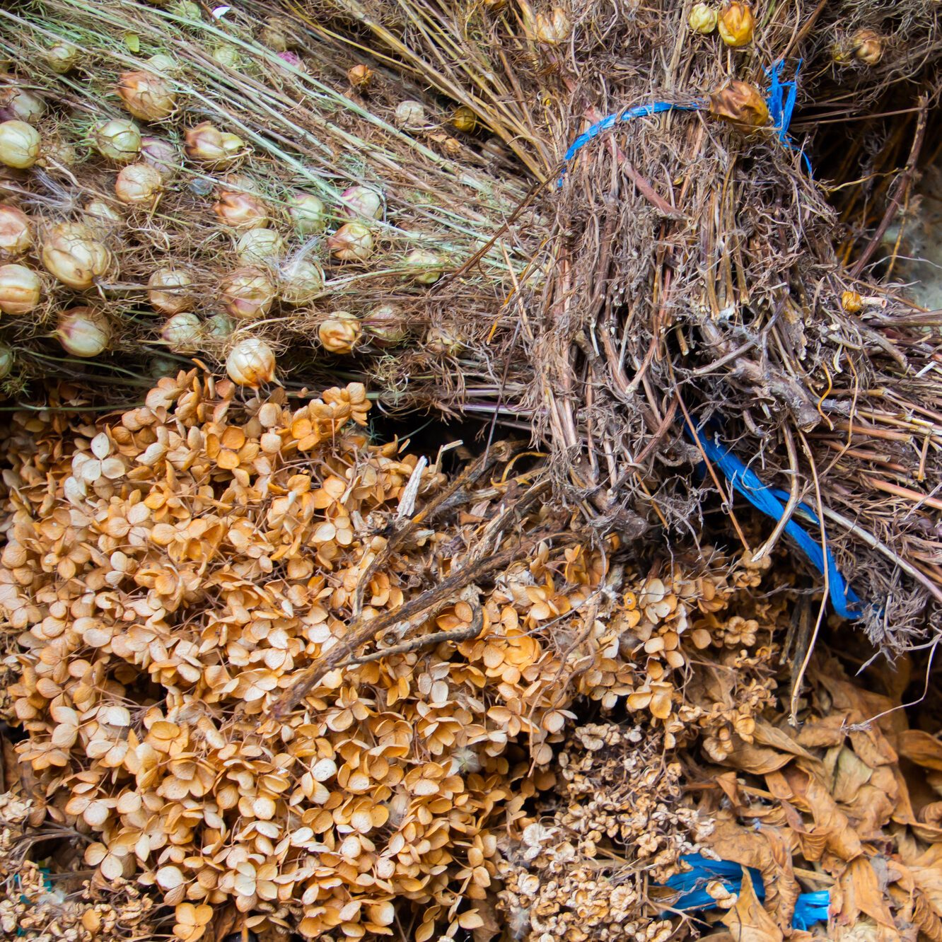 Bundle of different kinds of dry plants