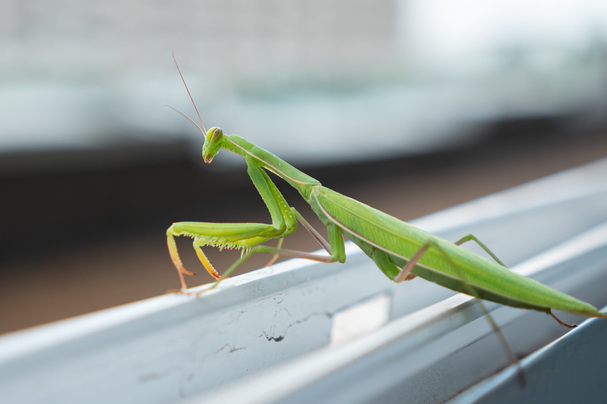 green mantis sits on the ledge of an open window and dances