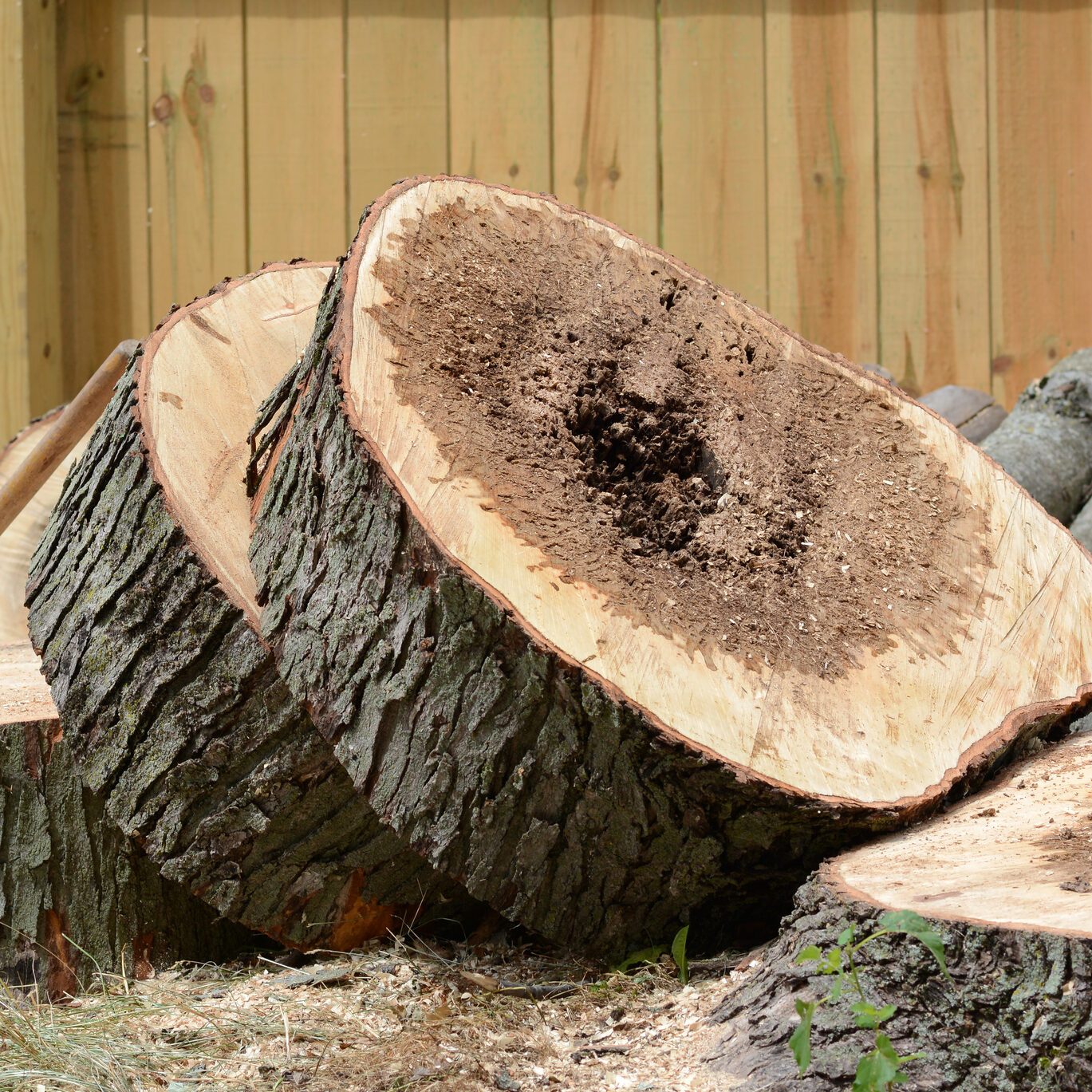 Slab of maple tree with rotten center