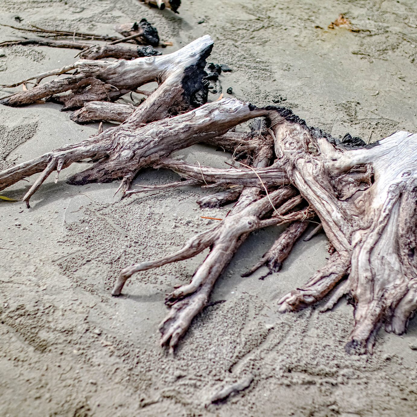 Dried logs, dry twigs on the beach