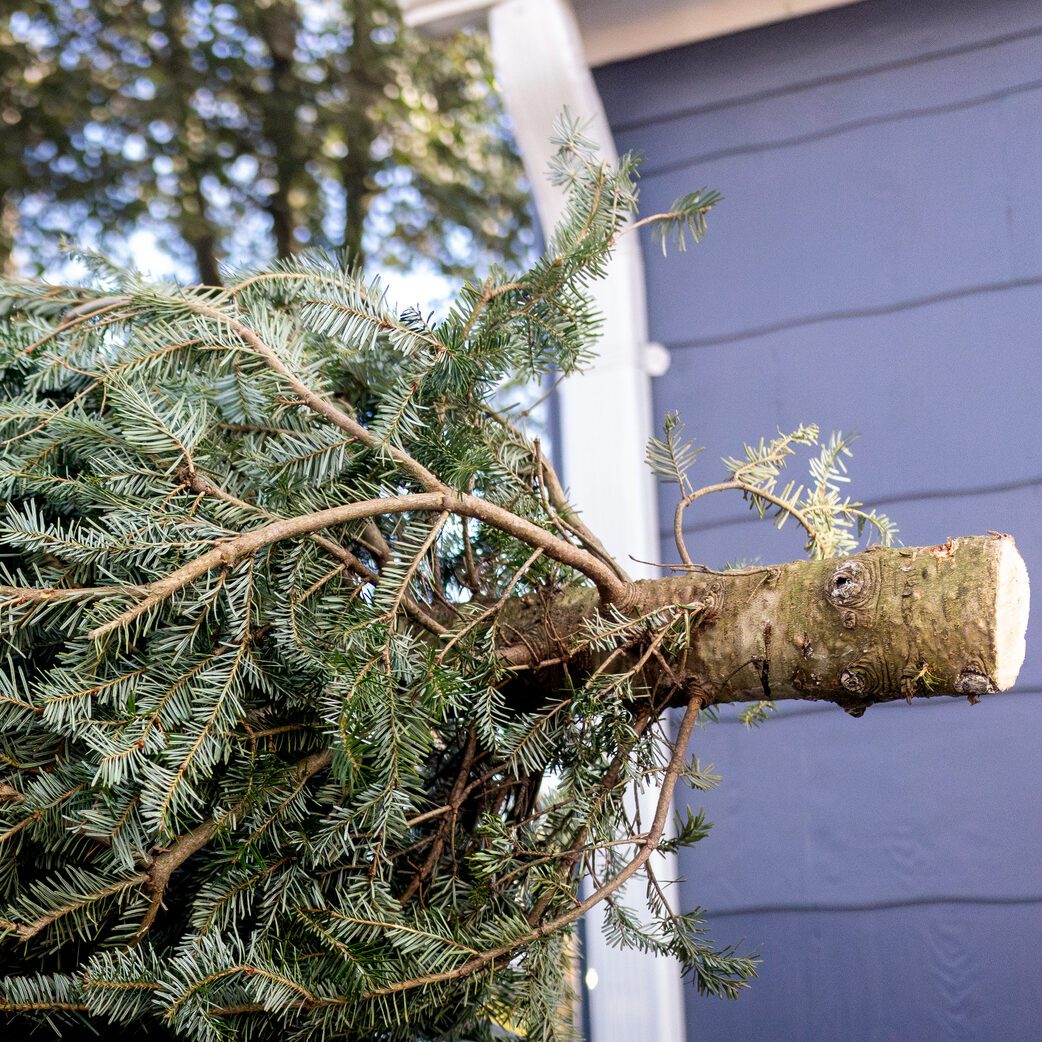 Fallen Christmas Tree