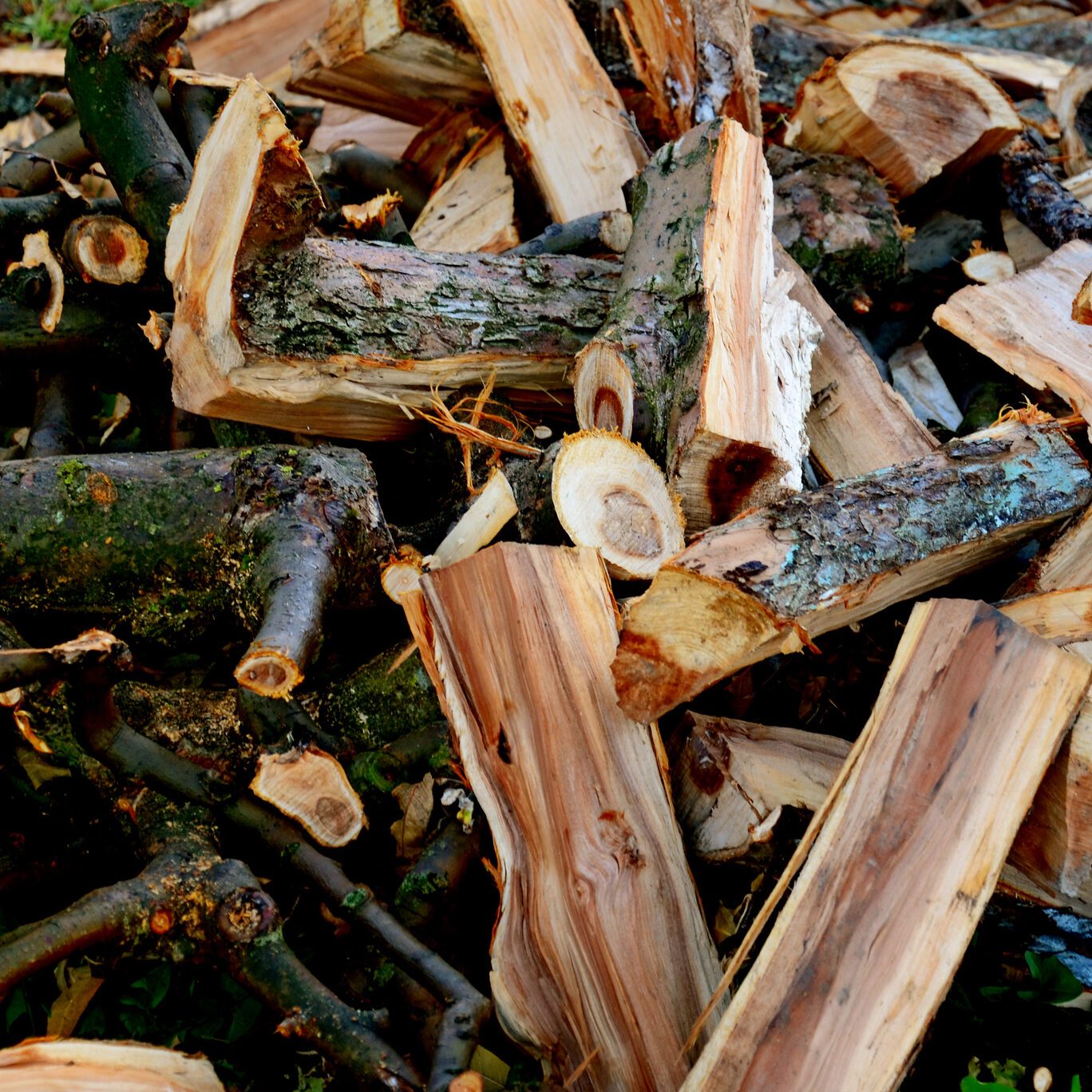 Apple tree wet firewood