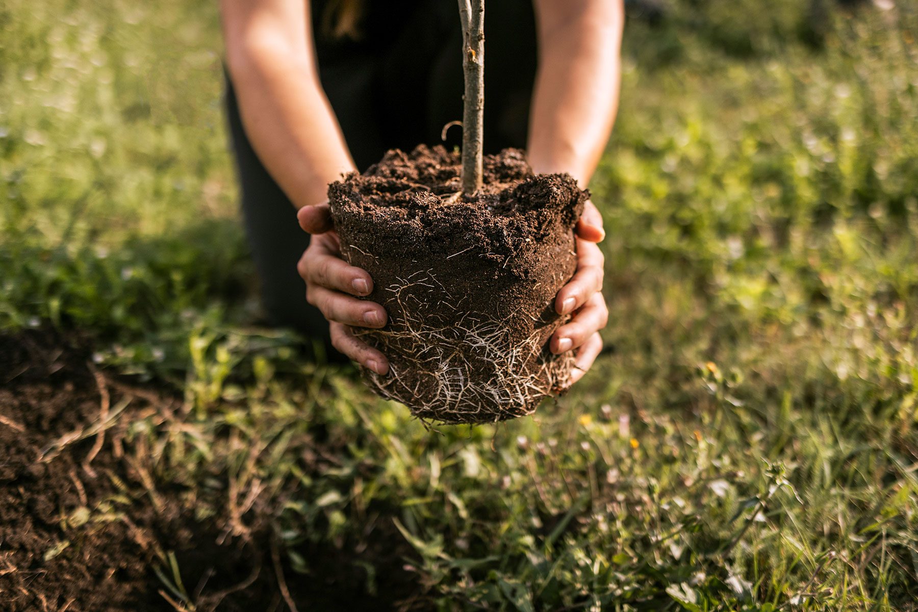 How To Make Your Lawn Drought Proof Gettyimages 2164280232