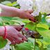 Should You Prune Hydrangeas In the Fall?