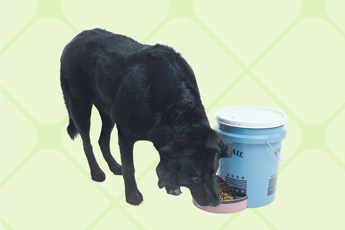 dog eating from a diy dog feeder