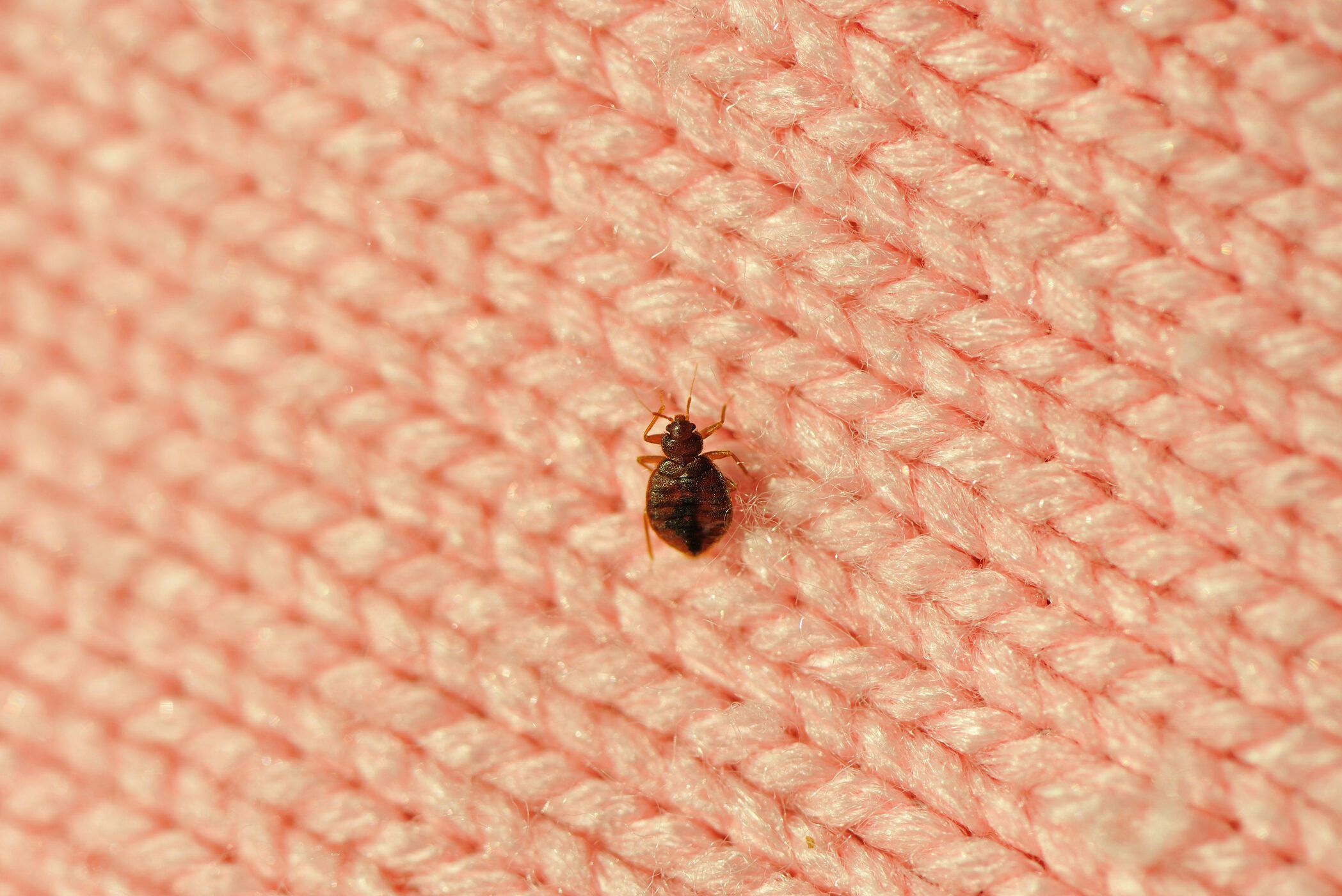 A single bed bug on a blanket fiber