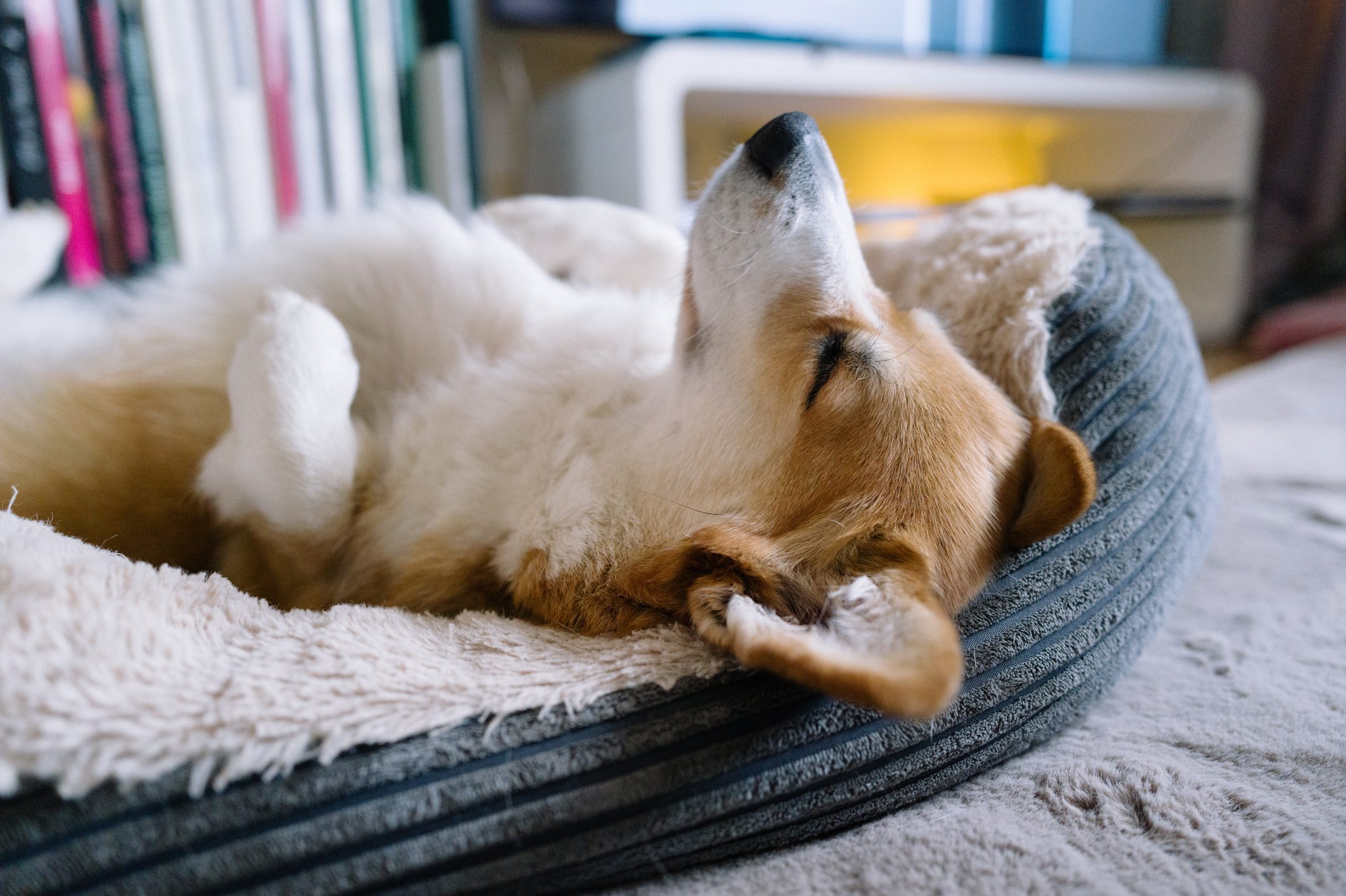 Welsh corgi Pembroke sleeps in pet bed