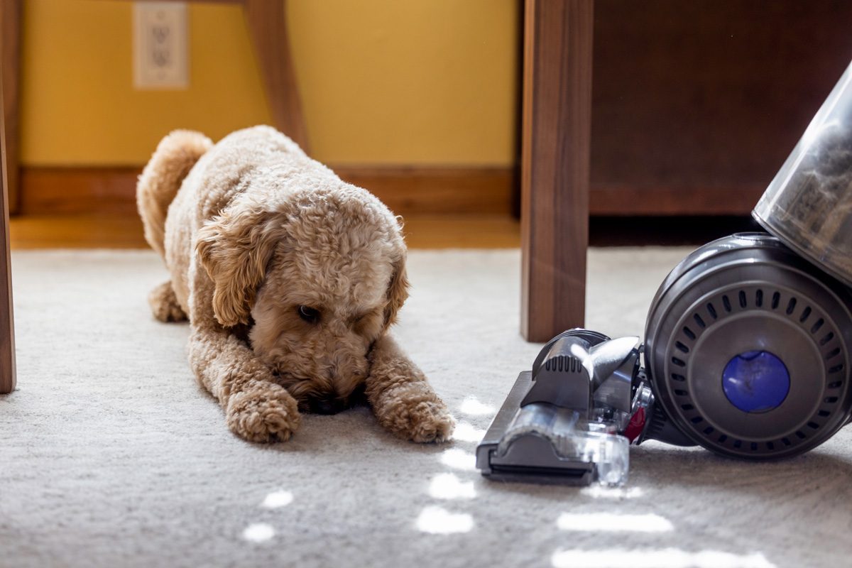 How Often Should You Vacuum - vacuuming carpet