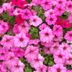 Here Are the 11 Best New Flowers for Your 2025 Garden