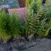 Planting Bamboo Is Terrible for Your Yard— Here’s Why