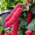 If You See This Red Fuzzy Plant, This Is What It Is
