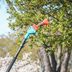 How to Prune a Tree for Maximum Health and Growth