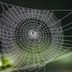 Types of Spider Webs and Whether to Worry About Them